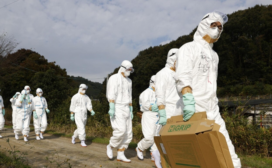 Jepang Diserang Wabah Flu Burung, 50 Ribu Ayam Dimusnahkan